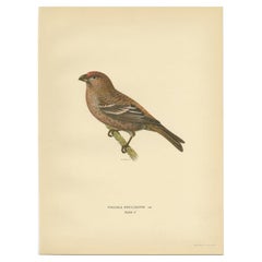 Vintage Bird Print of The Pine Grosbeak by Von Wright, 1927