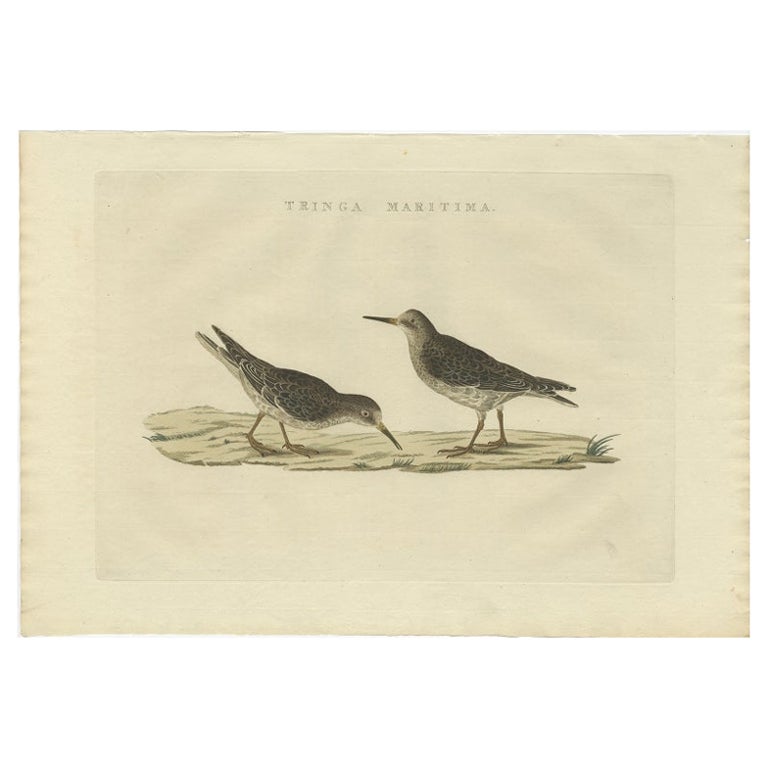 Antique Bird Print of The Purple Sandpiper by Sepp & Nozeman, 1829 For Sale