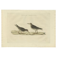 Antique Bird Print of The Purple Sandpiper by Sepp & Nozeman, 1829