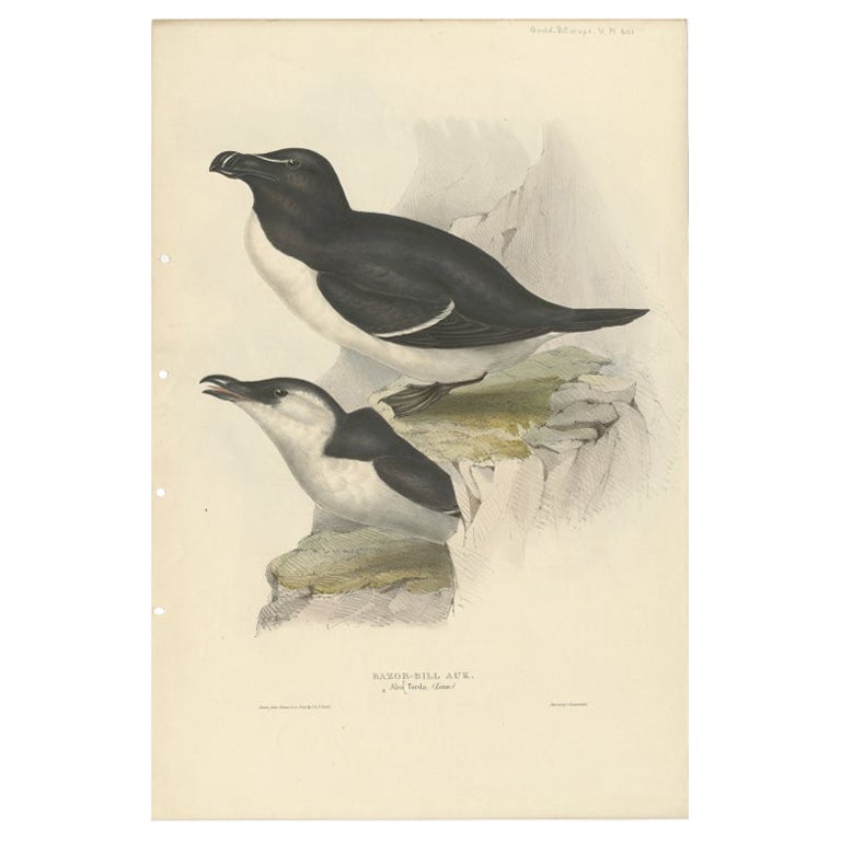 Antique Bird Print of The Razorbill by Gould, 1832 For Sale