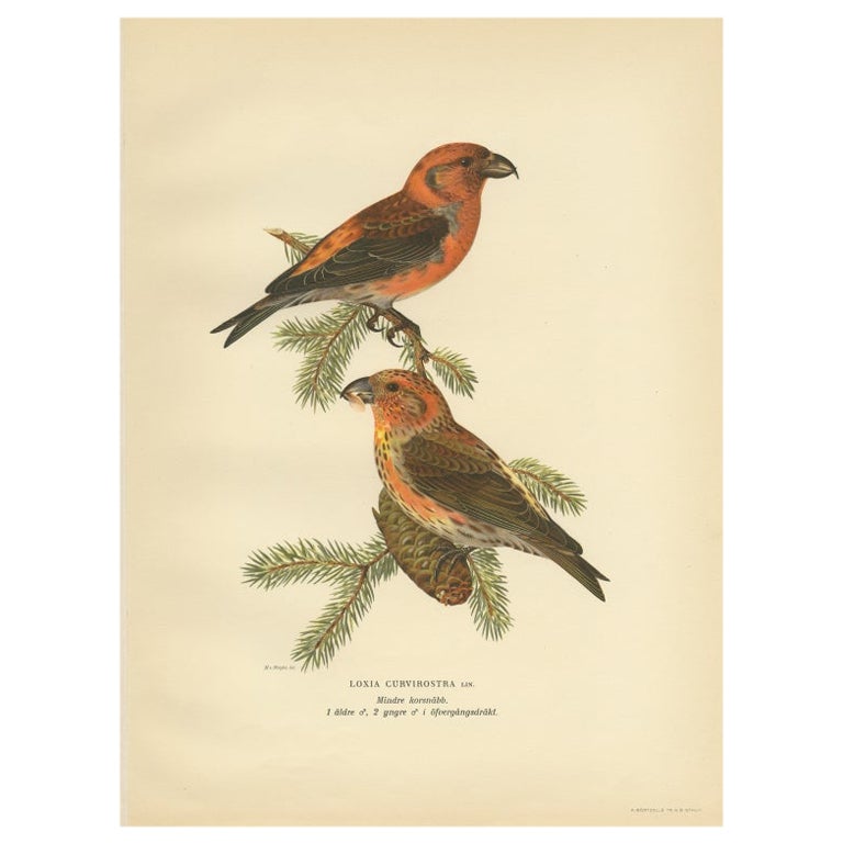 Antique Bird Print of The Red Crossbill by Von Wright, 1927