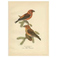 Vintage Bird Print of The Red Crossbill by Von Wright, 1927