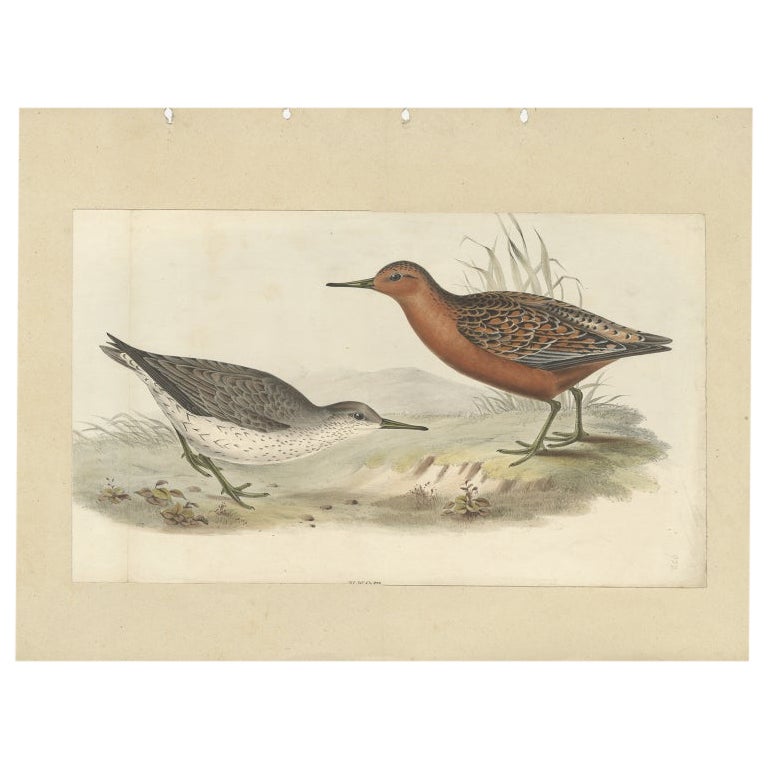Antique Bird Print of The Red Knot by Gould, 1832