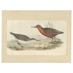 Antique Bird Print of The Red Knot by Gould, 1832
