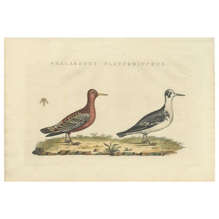 Antique Bird Print of the Red or Grey Phalarope by Sepp & Nozeman, 1829 For Sale