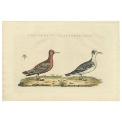 Antique Bird Print of the Red or Grey Phalarope by Sepp & Nozeman, 1829
