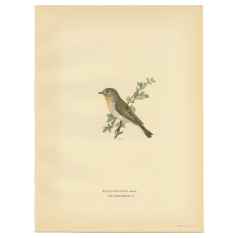 Antique Bird Print of the Red-Breasted Flycatcher by Von Wright, 1927 For Sale