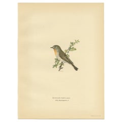 Antique Bird Print of the Red-Breasted Flycatcher by Von Wright, 1927