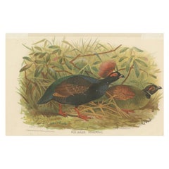 Antique Bird Print of the Red-Crested Wood-Quail by Hume & Marshall, 1879