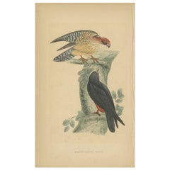 Antique Bird Print of The Red-footed Falcon by Morris, c.1850