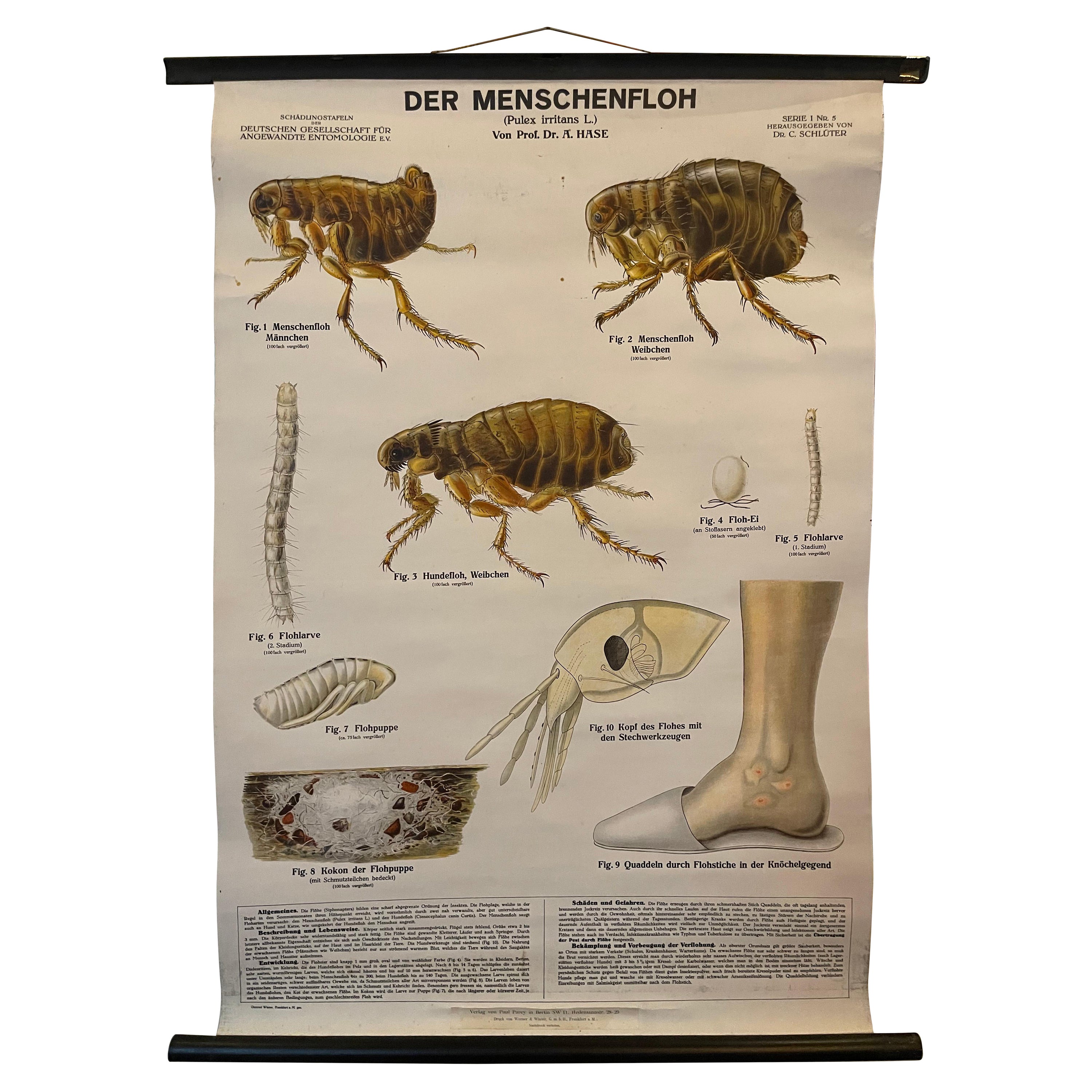 Vintage School Chart, a German Poster Depicting the Human Flea, Early 1900's For Sale