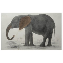 Original Antique Print of an Elephant, 1847 'Unframed'