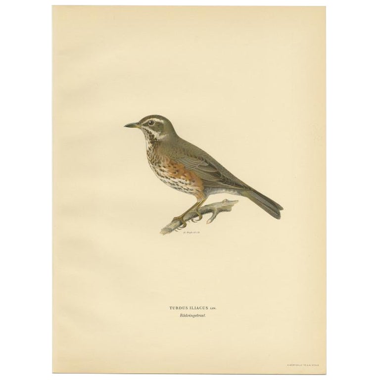 Antique Bird Print of The Redwing by Von Wright, 1927 For Sale