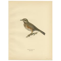 Vintage Bird Print of The Redwing by Von Wright, 1927