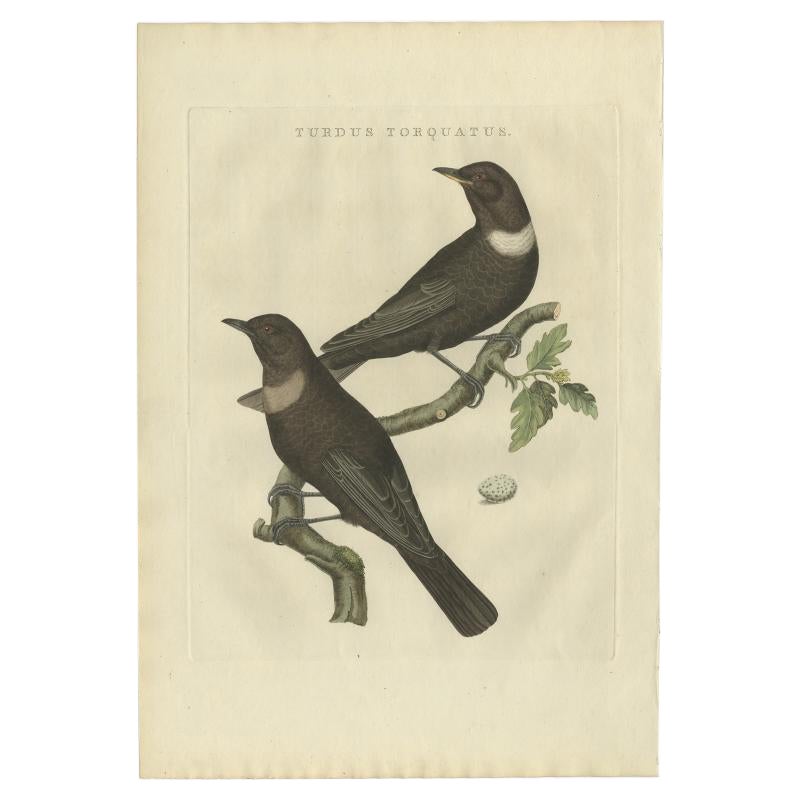Antique Bird Print of The Ring Ouzel by Sepp & Nozeman, 1797 For Sale