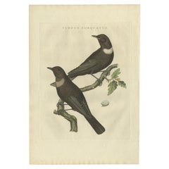 Antique Bird Print of The Ring Ouzel by Sepp & Nozeman, 1797