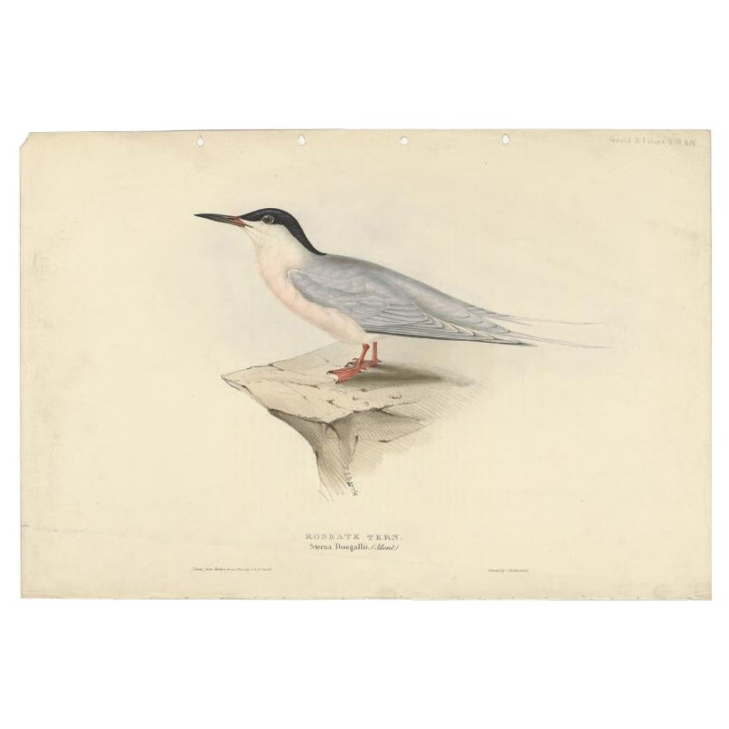 Impression ancienne d'oiseau de la roseaute Tern par Gould, 1832