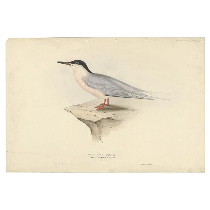 Grabado antiguo de Gould sobre el charrán rosado, 1832