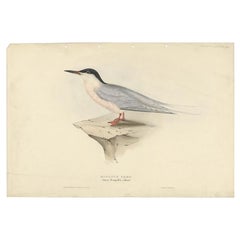 Grabado antiguo de Gould sobre el charrán rosado, 1832