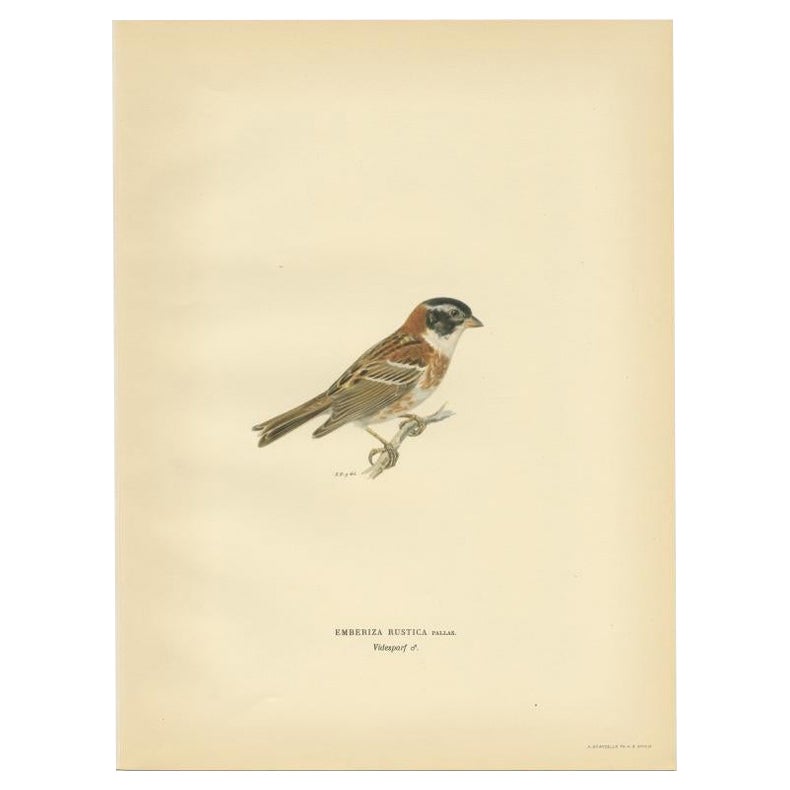 Antique Bird Print of The Rustic Bunting by Von Wright, 1927 For Sale