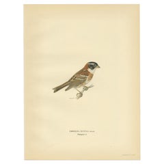 Antique Bird Print of The Rustic Bunting by Von Wright, 1927