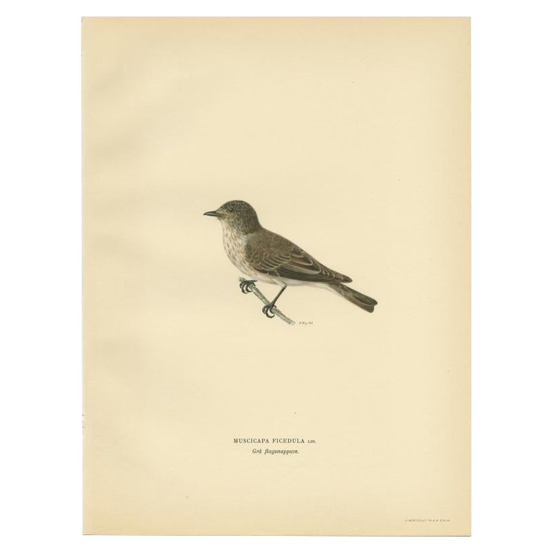 Antique Bird Print of The Rusty-tailed Flycatcher by Von Wright, 1927