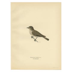 Vintage Bird Print of The Rusty-tailed Flycatcher by Von Wright, 1927