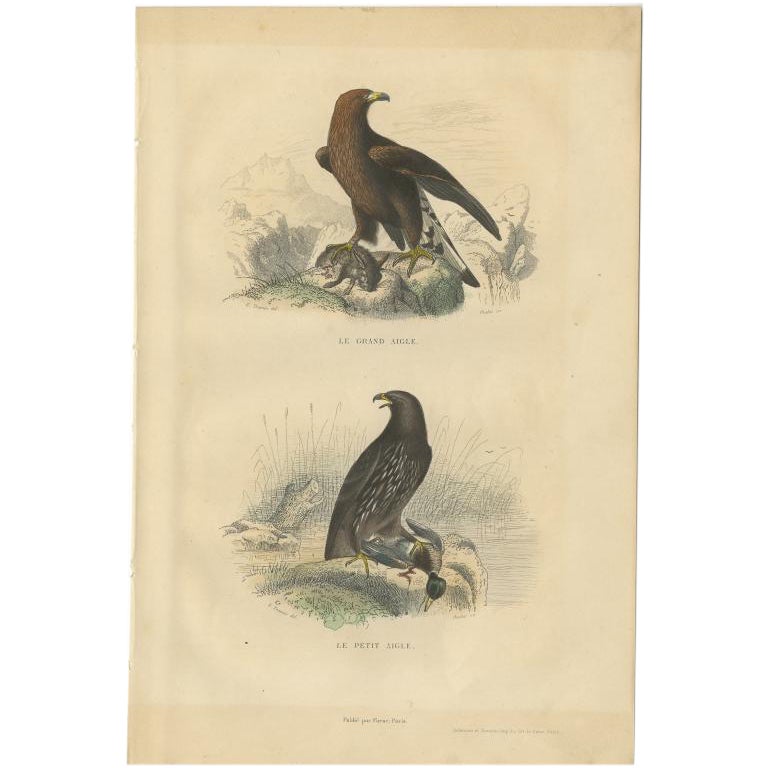 Impression oiseau ancienne représentant l'aigle de la mer et le petit aigle, vers 1840