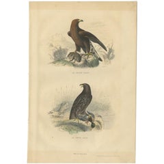 Antique Bird Print of The Sea Eagle and The Little Eagle, c.1840