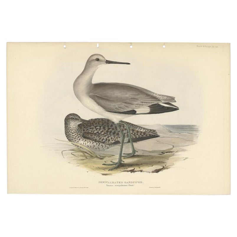 Antique Bird Print of the Semipalmated Sandpiper by Gould, 1832