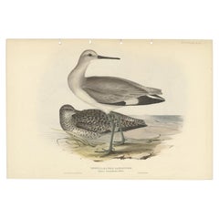 Stampa antica di uccelli del piovanello semipalmato di Gould, 1832