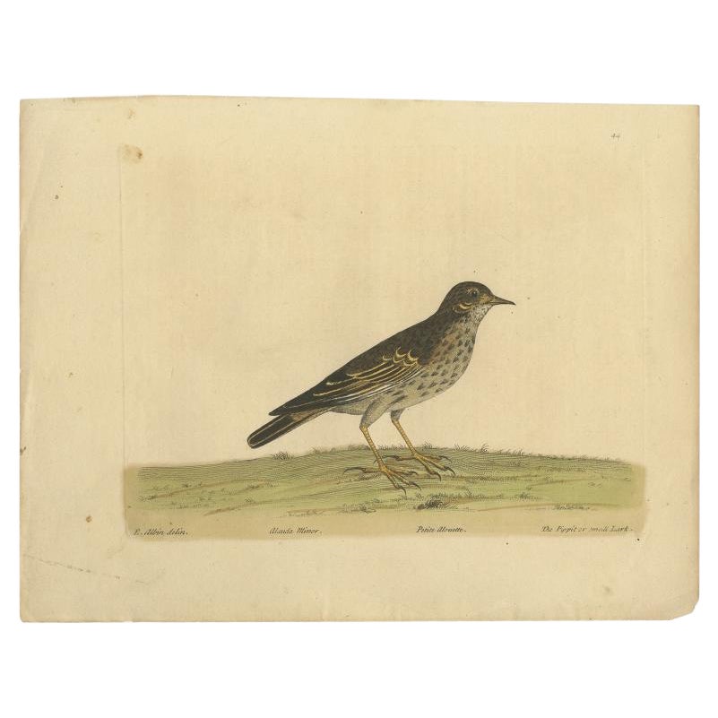 Antique Bird Print of the Small Lark by Albin, c.1738