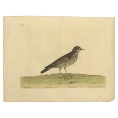 Antique Bird Print of the Small Lark by Albin, c.1738