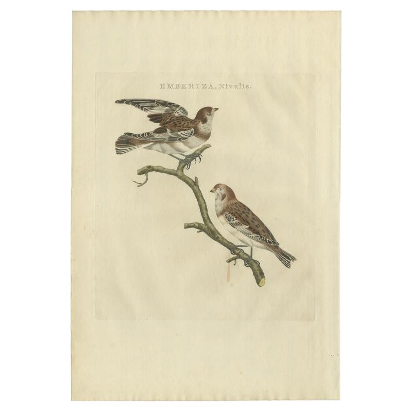 Antique Bird Print of the Snow Bunting by Sepp & Nozeman, 1809 For Sale