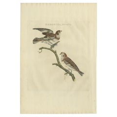 Antique Bird Print of the Snow Bunting by Sepp & Nozeman, 1809