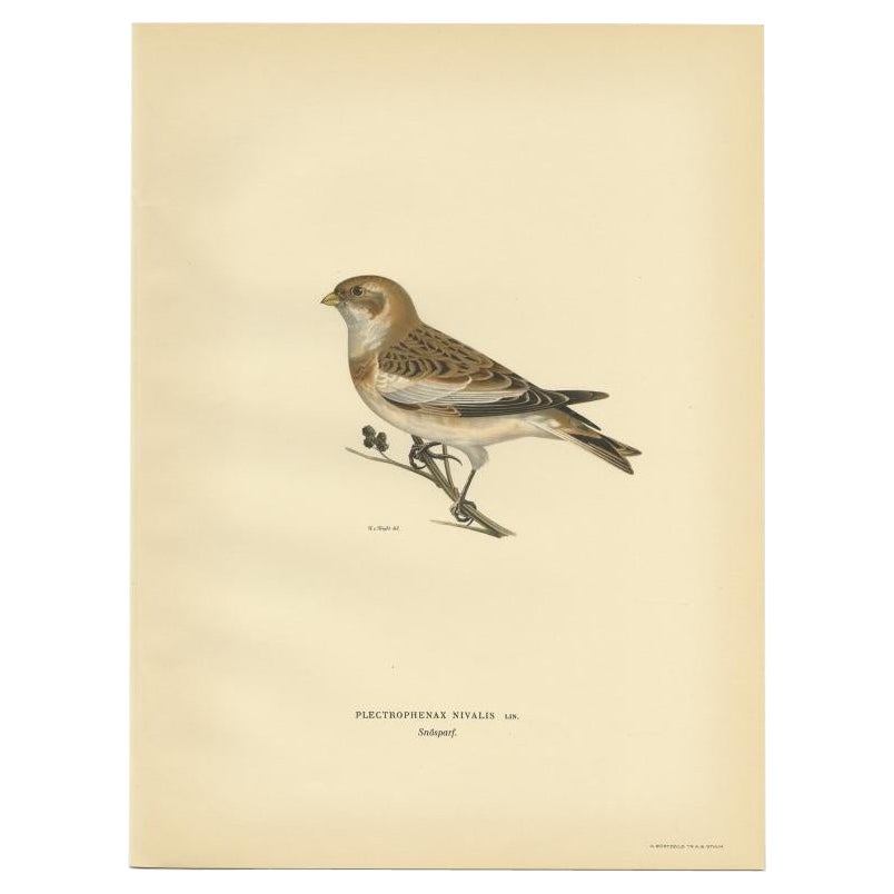 Dekorativer Original Antiker Vogeldruck der Schneebekämpfung, 1927
