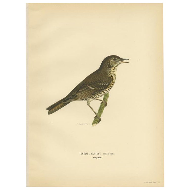 Antique Bird Print of the Song Thrush by Von Wright, 1927 For Sale