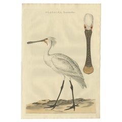 Antique Bird Print of the Spoonbill by Sepp & Nozeman, 1789