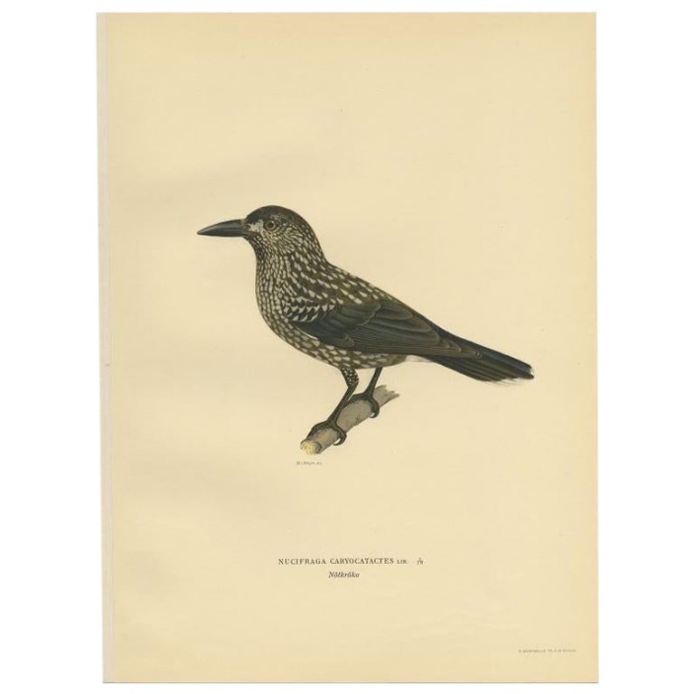 Antique Bird Print of the Spotted Nutcracker by Von Wright, 1927 For Sale
