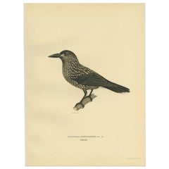 Antiker antiker Vogeldruck des gepunkteten Nussknackers von Von Wright, 1927