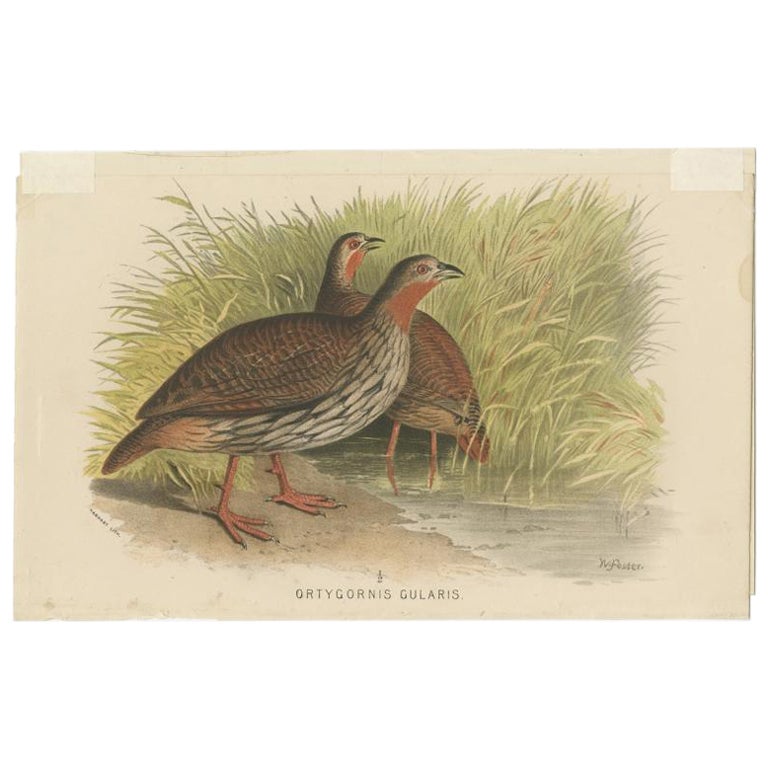 Antique Bird Print of The Swamp Partridge by Hume & Marshall, 1879 For Sale