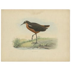 Antique Bird Print of the Tahiti Sandpiper by Westerman, 1854