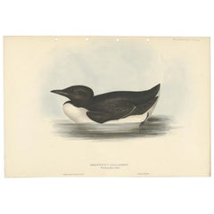 Antique Bird Print of the Thick-Billed Murre by Gould, 1832