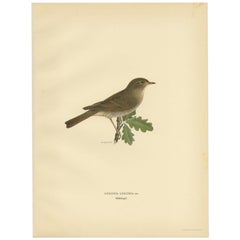 Vintage Bird Print of The Thrush Nightingale by Von Wright, 1927