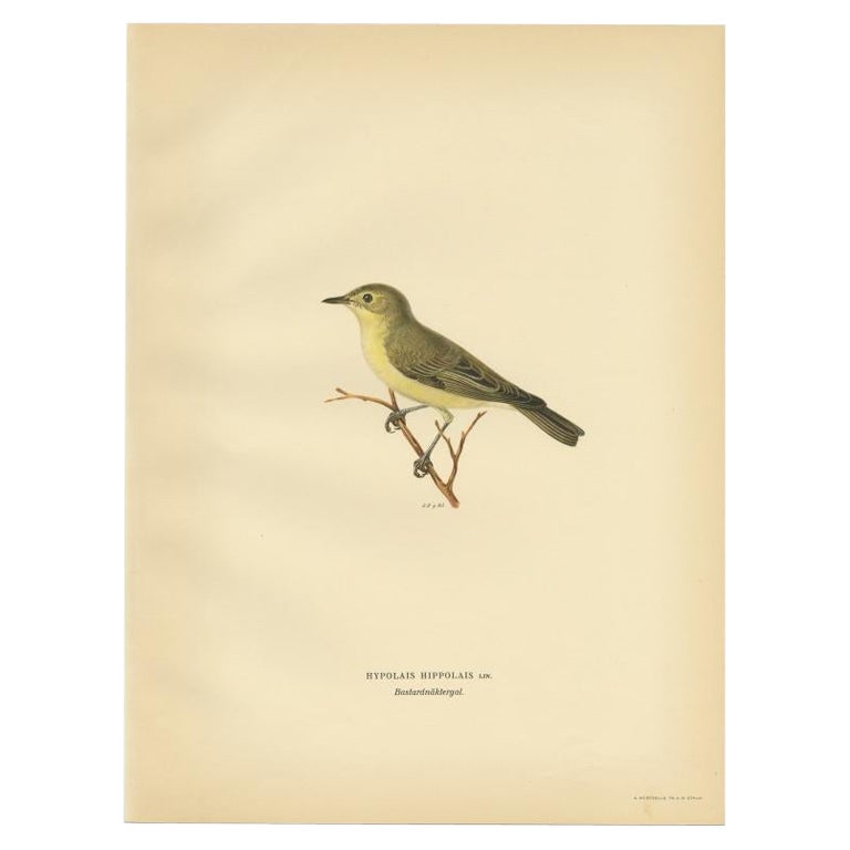 Antique Bird Print of The Tree Warbler by Von Wright, 1927 For Sale