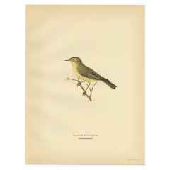 Vintage Bird Print of The Tree Warbler by Von Wright, 1927