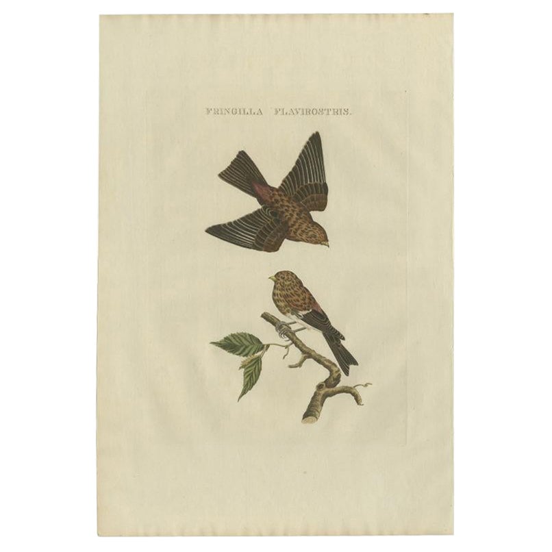 Impression oiseau ancienne du Twite par Sepp & Nozeman, 1809 en vente