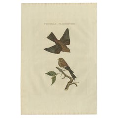 Antique Bird Print of the Twite by Sepp & Nozeman, 1809