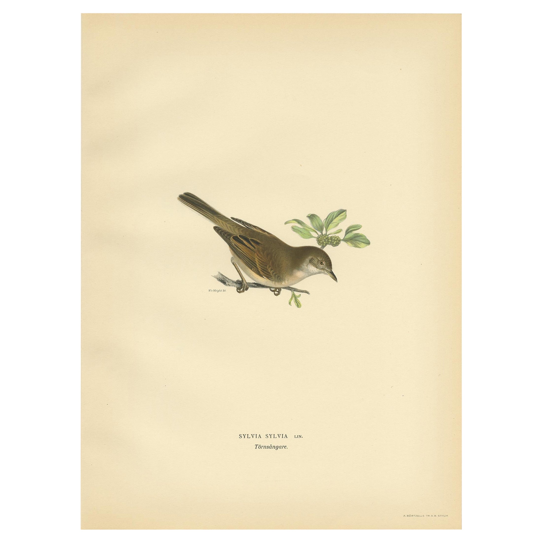 Antique Bird Print of the Typical Warbler by Von Wright, 1927