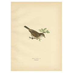 Vintage Bird Print of the Typical Warbler by Von Wright, 1927